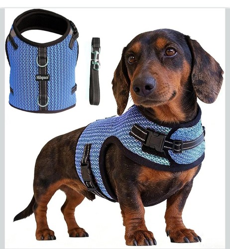 New mini dachshund - dachshund, harness