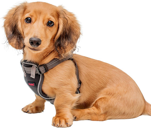 Anatomy puppy small dog - anatomy,
