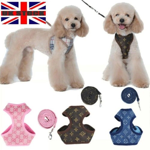 Small dog cat - small,