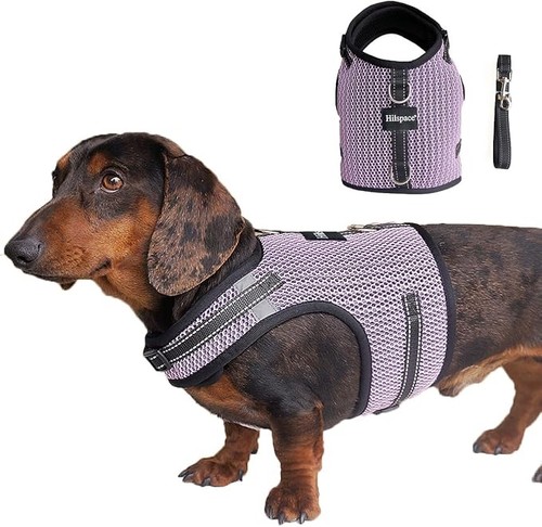 New mini dachshund harness - dachshund,