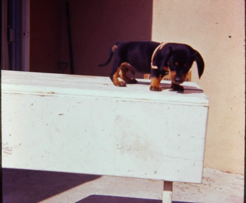 1960s cute black tan - &,